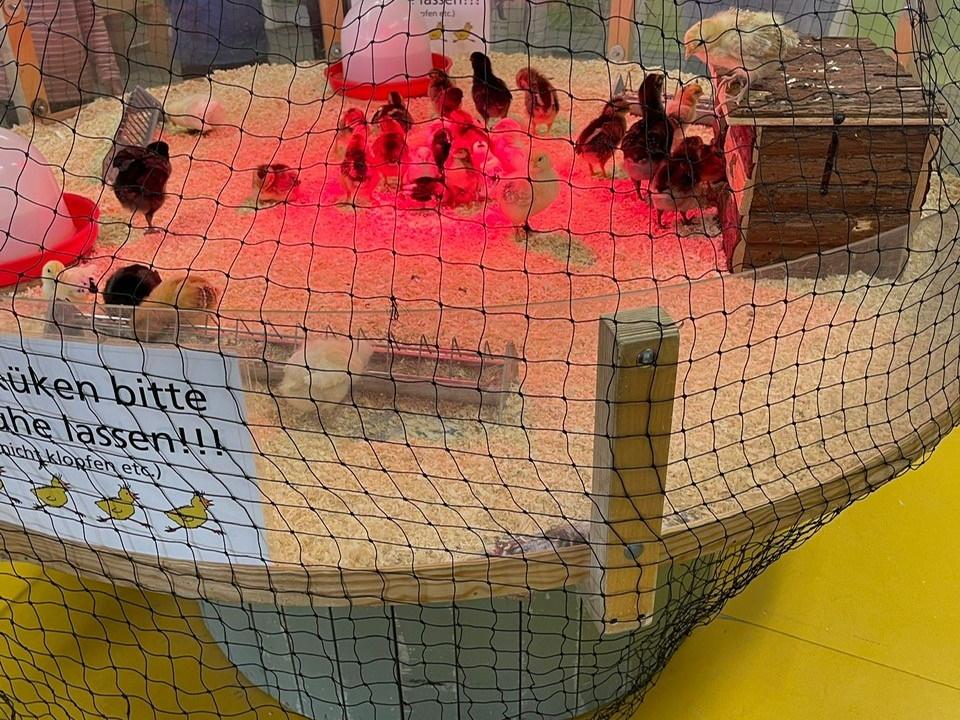1,2,3 Küken aus dem Ei